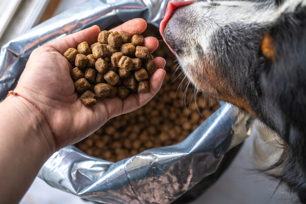 Avoid Salmonella Contamination in your pet food